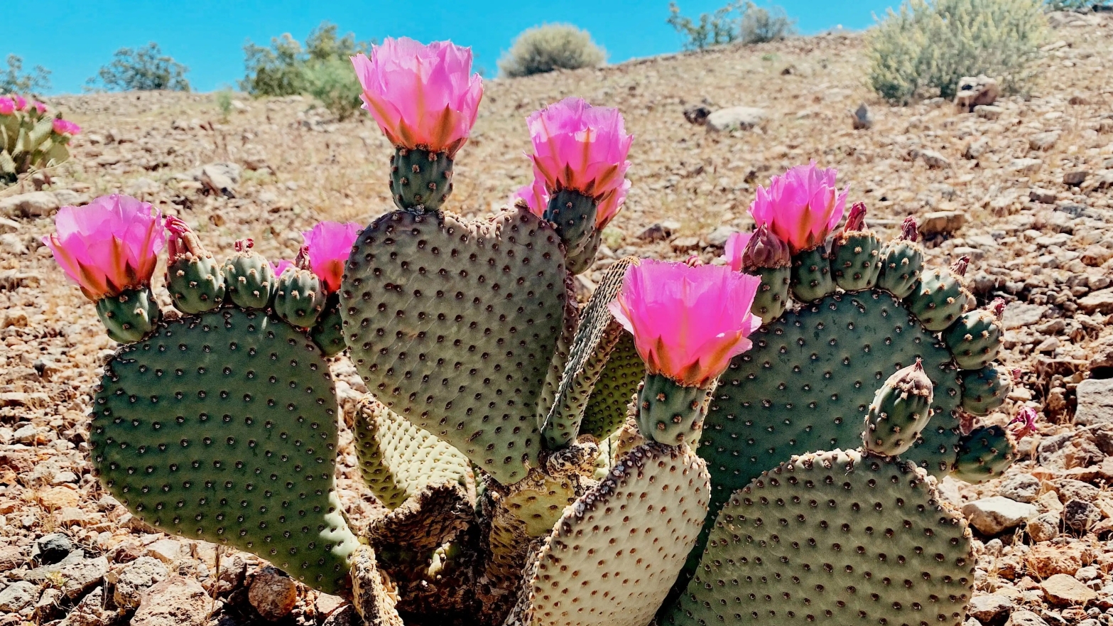 blooming cacti in the desert